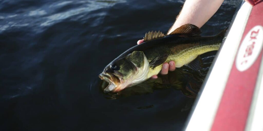 5 Bass Fishing Tips for Cold Weather