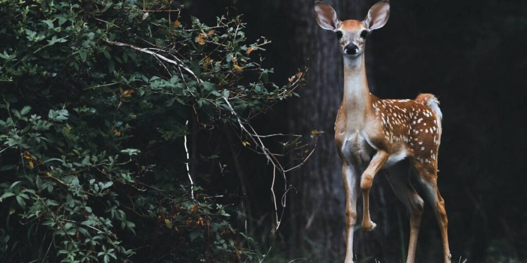 Best Times to Hunt Whitetail Deer