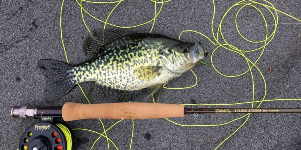Crappie and Fishing Rod