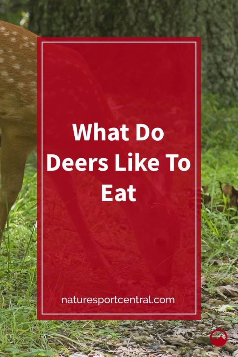 What Do Deer Like To Eat