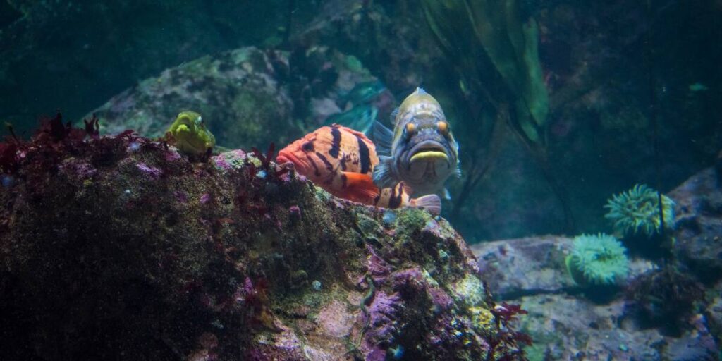 Best Fishfinder GPS Combo Under 1000