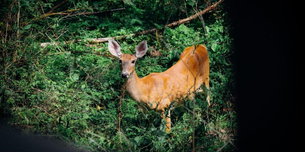 Deer Hunting with a Recurve Bow Guide