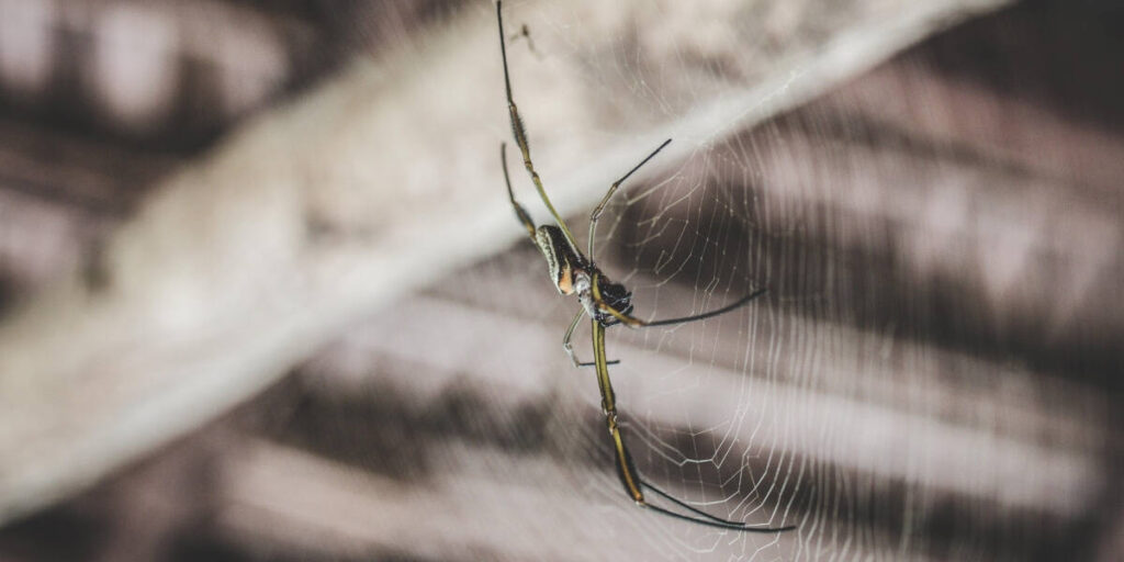How To Repel Mosquitoes While Camping
