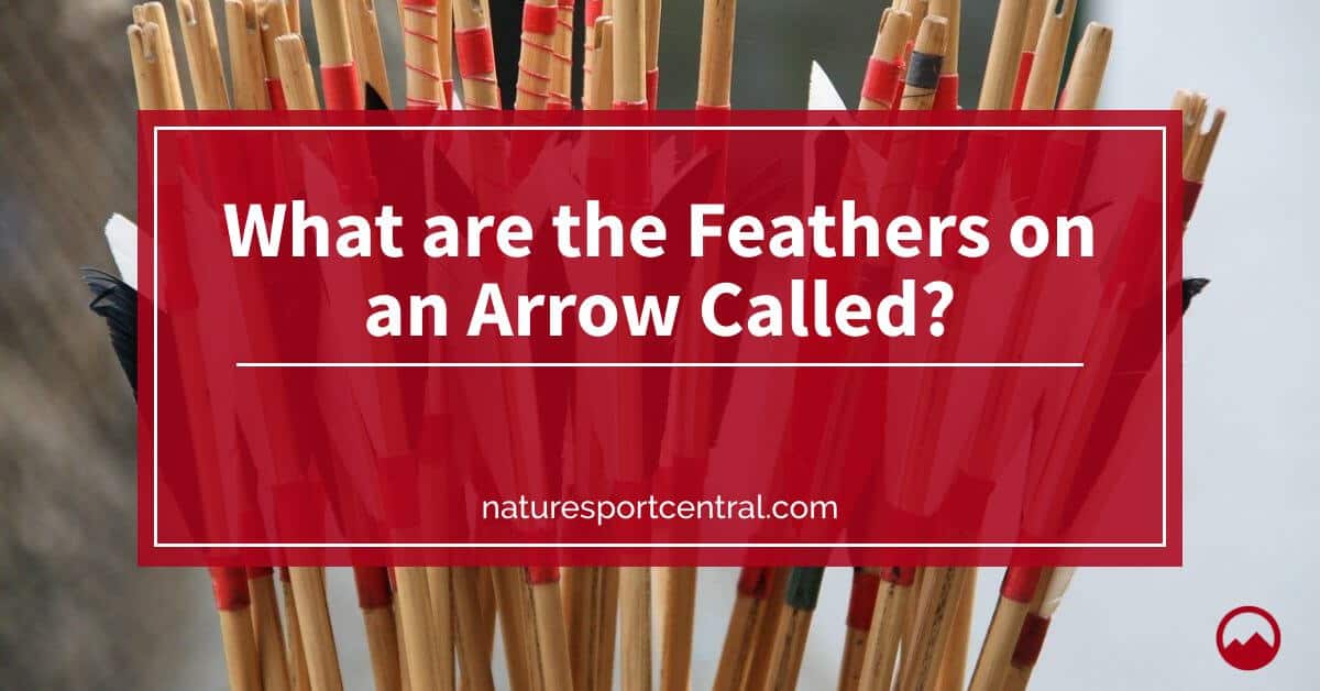What are the Feathers on an Arrow Called? Nature Sport Central