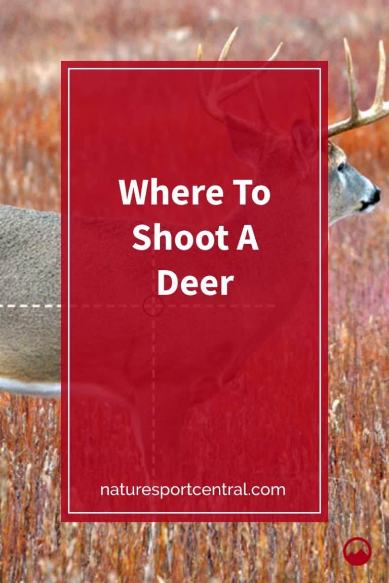 Where To Shoot A Deer