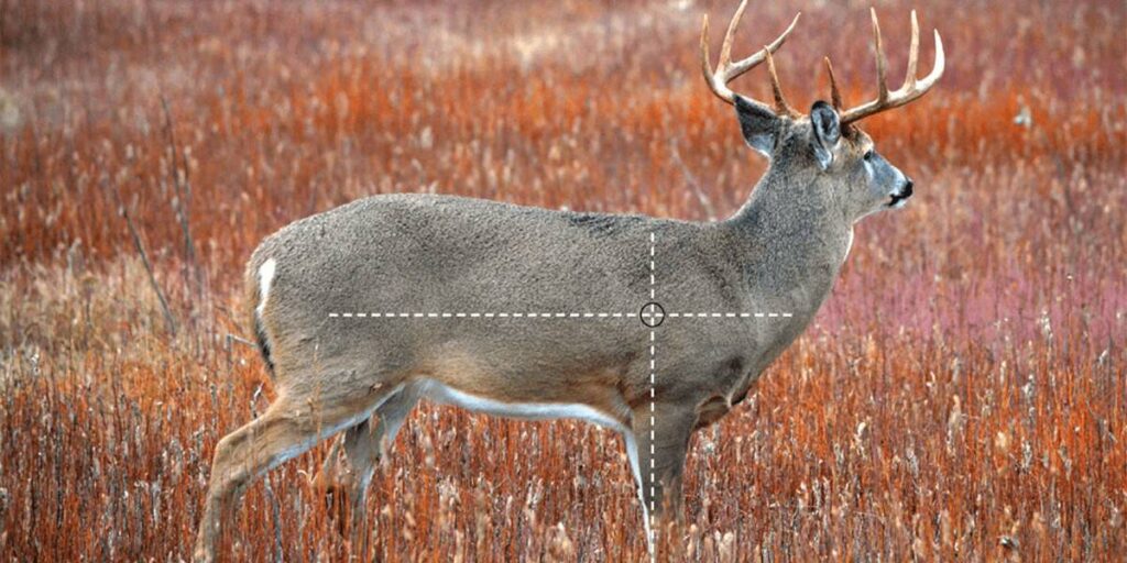 Where To Shoot A Deer