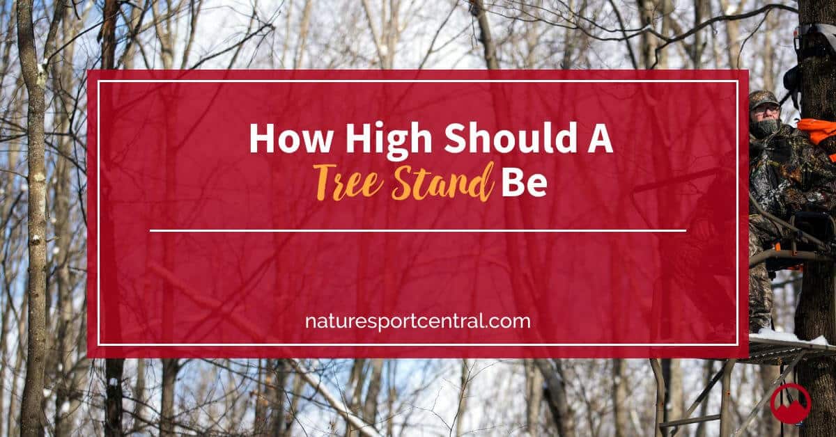 How High Should A Tree Stand Be