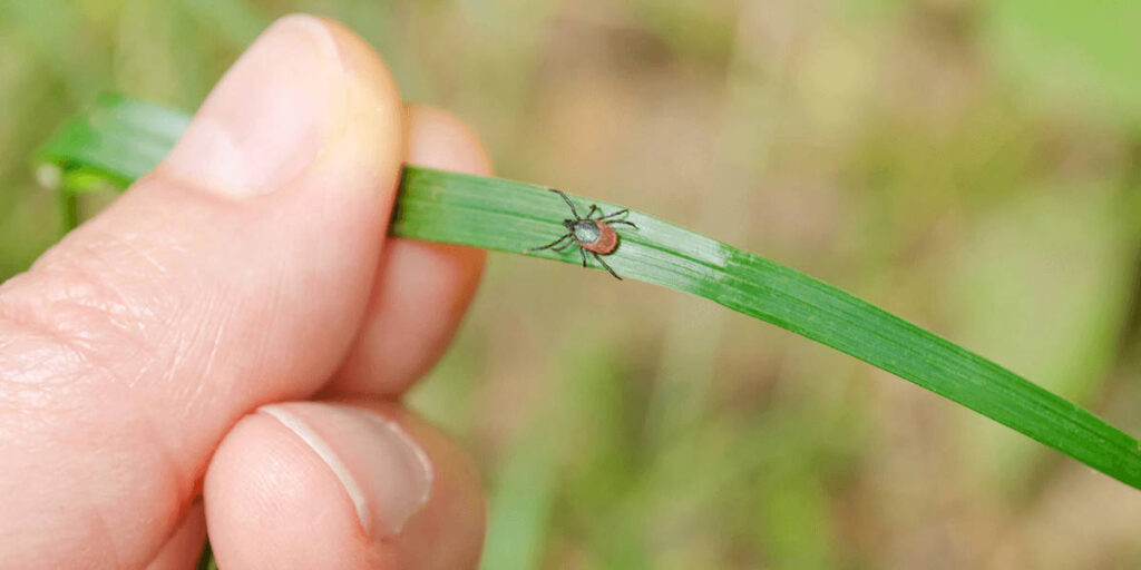 How Long Do Ticks Live