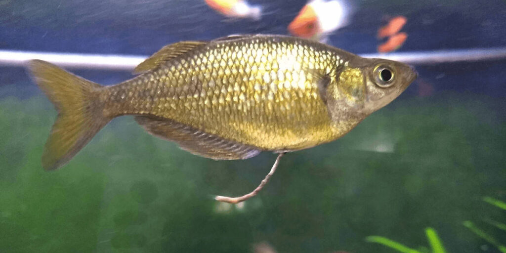 What Does Fish Poop Look Like