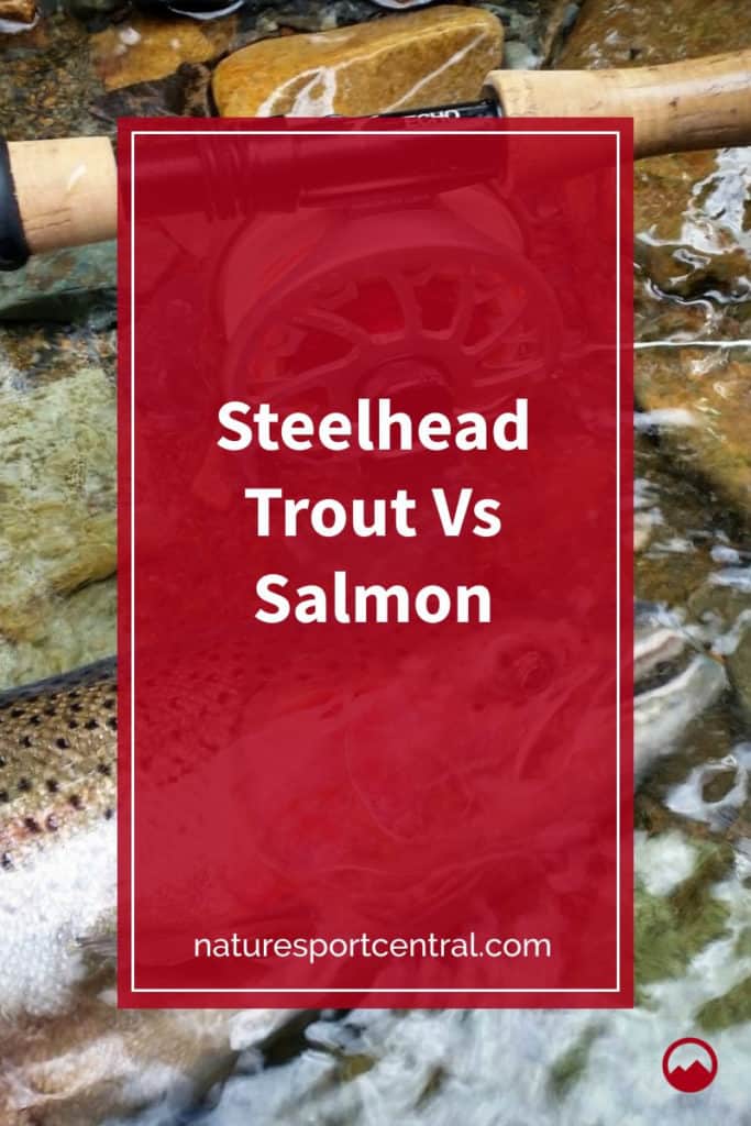 Steelhead Trout Vs Salmon
