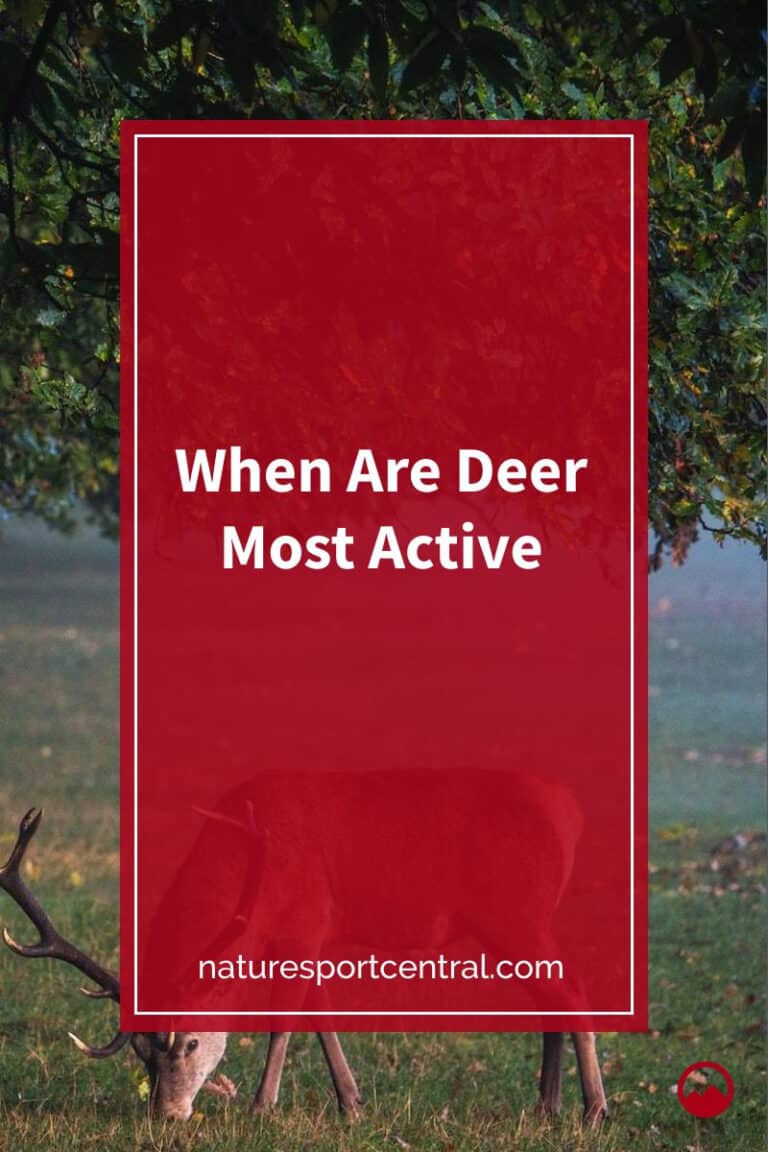 When Are Deer Most Active
