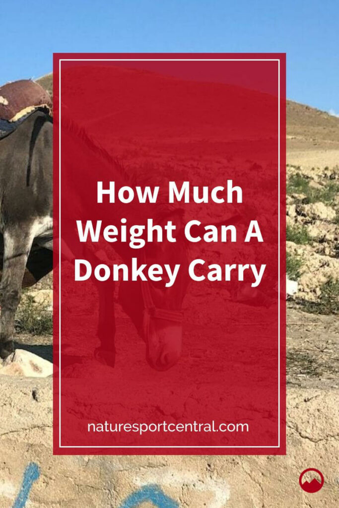 How Much Weight Can A Donkey Carry